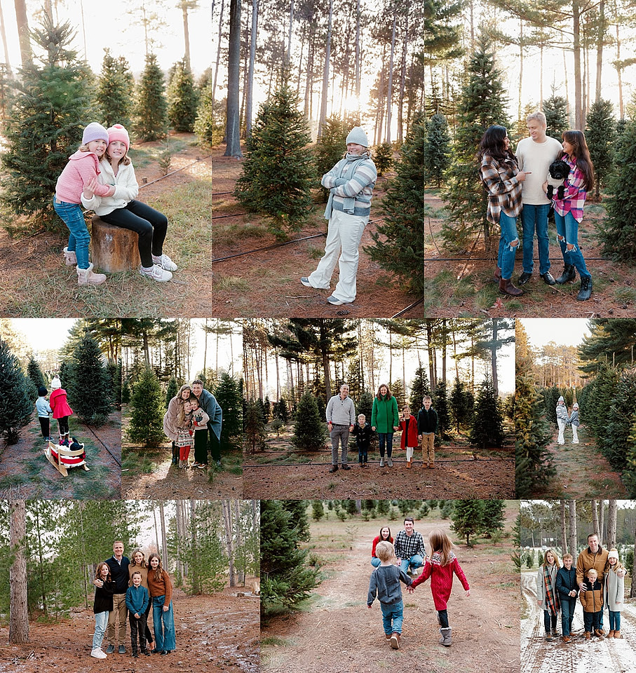 tree farm 1_0159