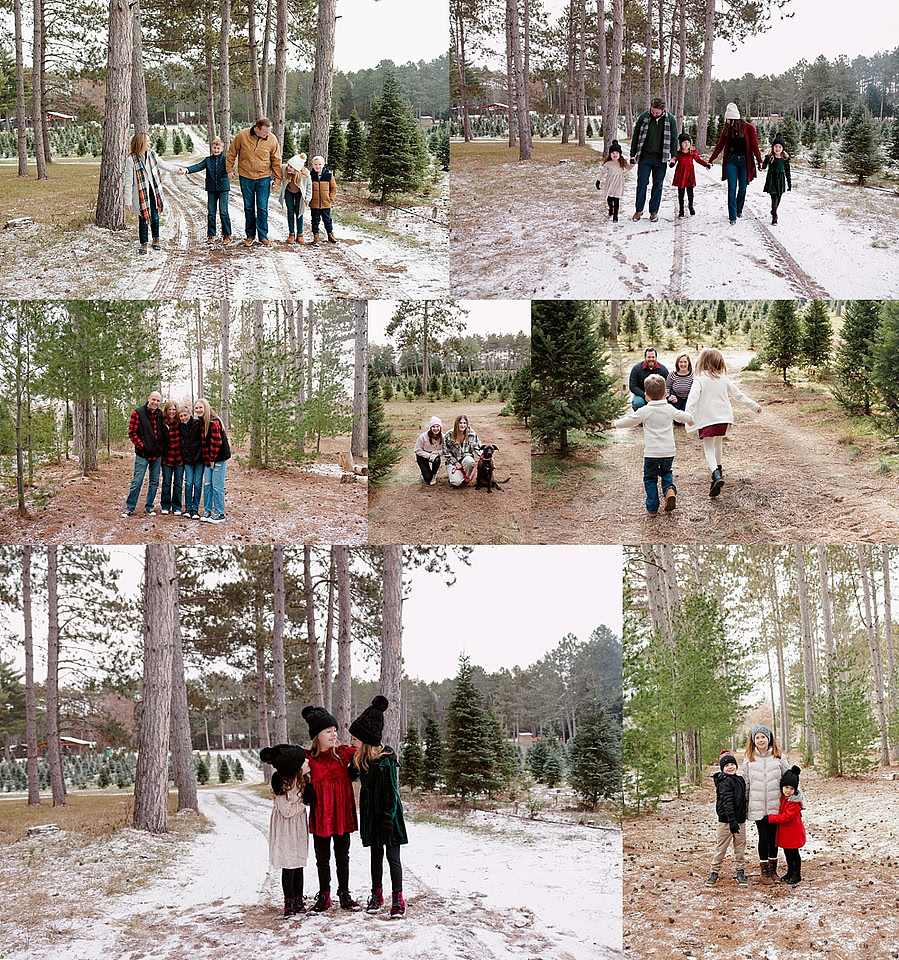 tree farm 1_0159